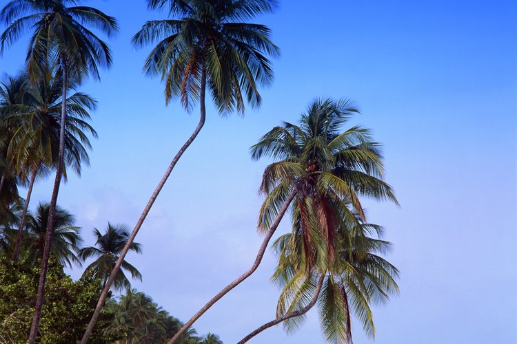 El limbo tiene su origen en las islas del Caribe.