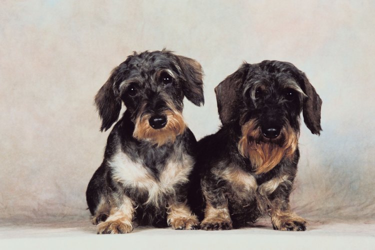 Los dachshund pelo de alambre son una variedad rara de los dachshunds.