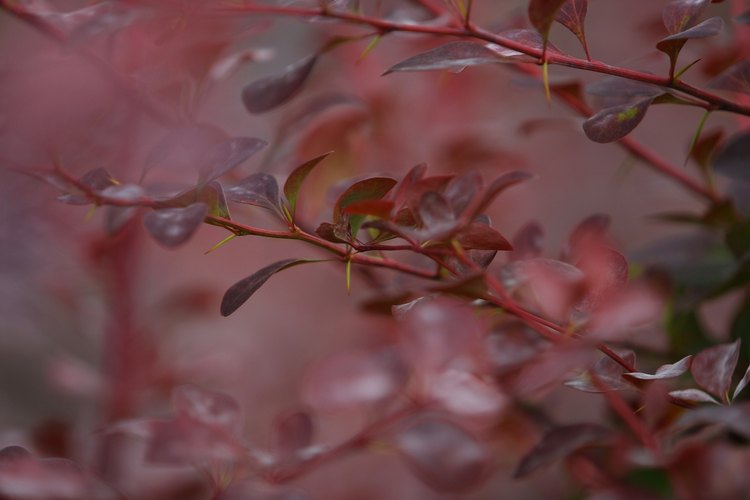 Esta pyracantha es ornamental y pinchuda.