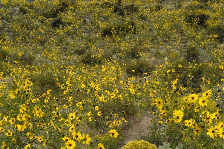 Verás flores silvestres a lo largo de la ruta casi todo el verano.