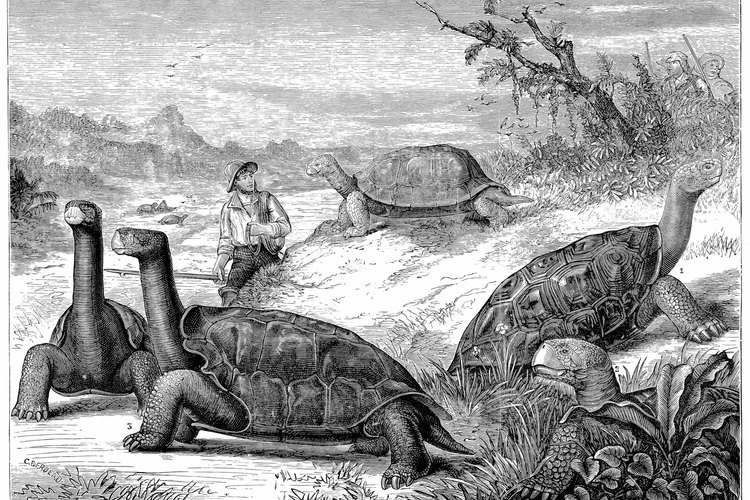 Las tortugas Galápagos son una especie de las islas del mismo nombre.
