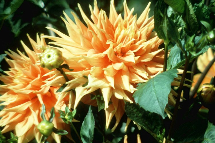Existen más de 35 especies de dalias. Algunos tipos de flores son simples, orquídeas, cáctus, peonias y pompones.
