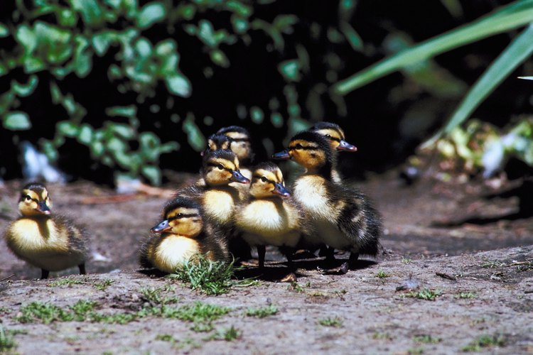 Cómo saber si eclosionará un huevo de pato.
