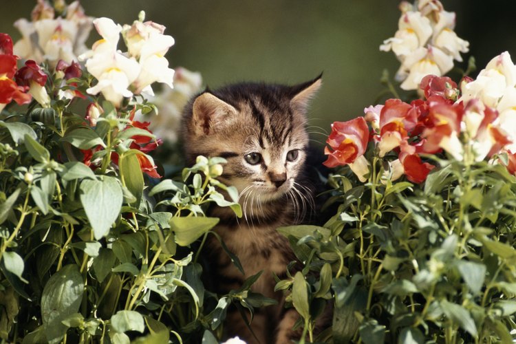 Los gatos pueden arruinar un jardín si se les permite deambular libremente.