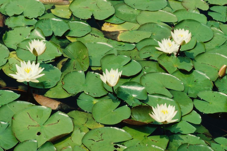 La mayoría de las plantas acuáticas, incluyendo la lechuga de agua y los nenúfares, son sensibles al frío.