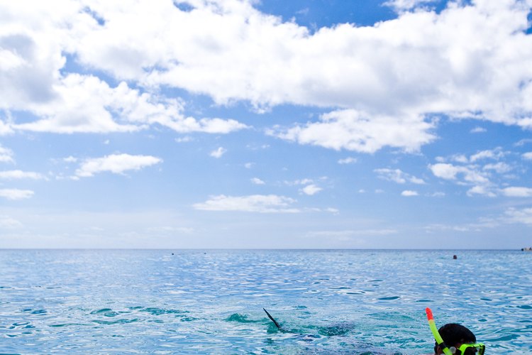 Mete la cabeza en las aguas dominicanas.