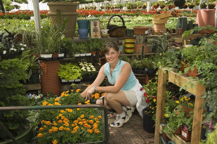 Este vivero ofrece la opción de recoger tus árboles frutales en persona o hacerlos enviar a tu dirección por una tarifa.