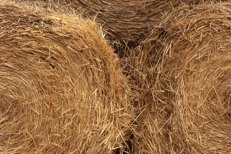 Un tractor de cubeta es necesario para las pacas redondas que alimentan a las vacas productoras de carne.