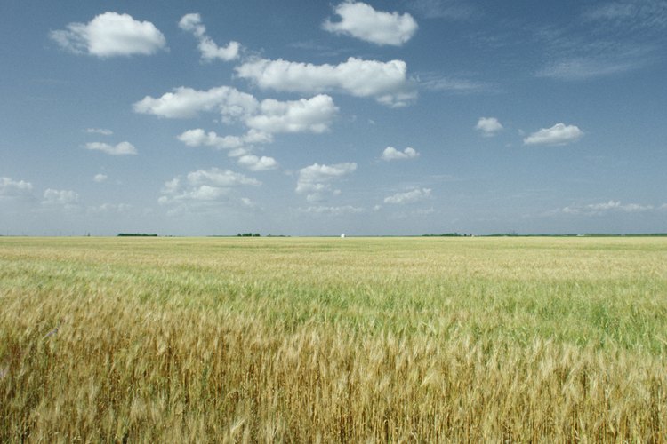 Pan de cebada, del campo a tu mesa.