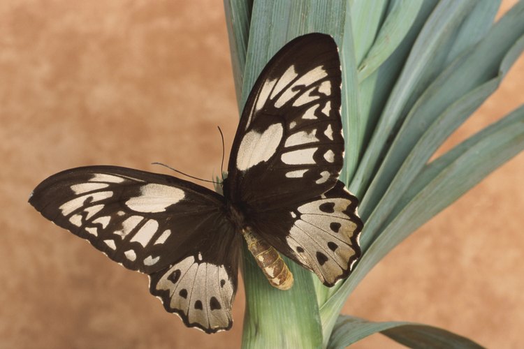 Suelta los dedos índices para completar el patrón de la mariposa.