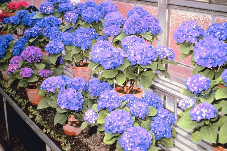 Hortensias violetas en macetas.
