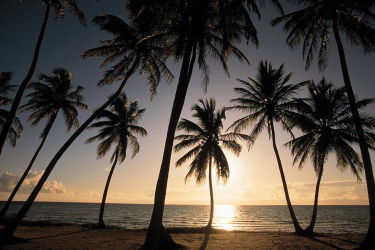 Palmeras en la isla de Andros, Bahamas.