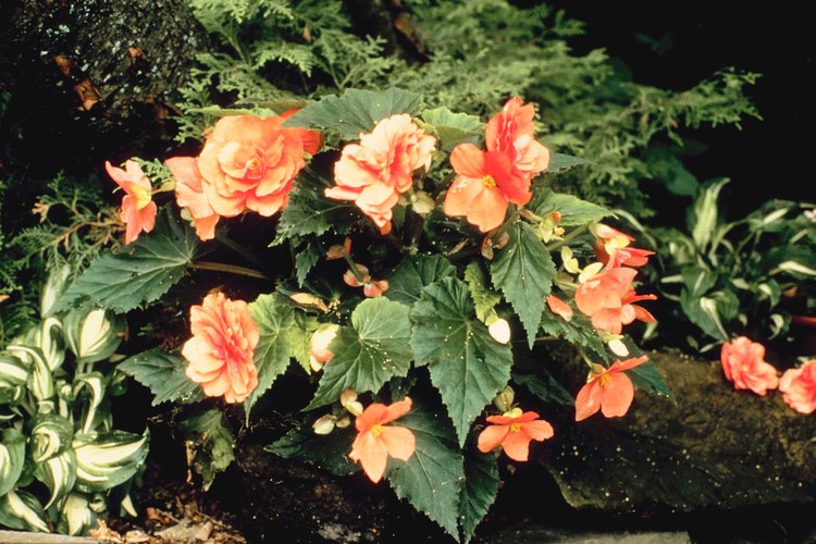 Según la Sociedad Americana de la Begonia, hay 1.500 especies de begonias.