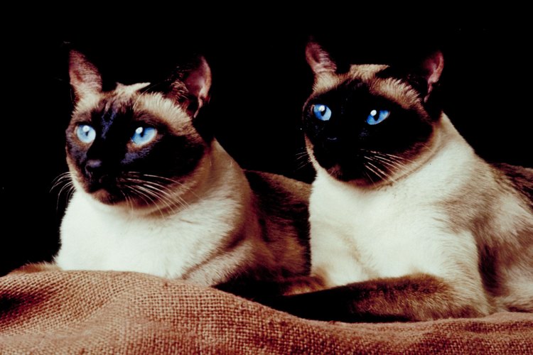 Los gatos pueden tener dos colores diferentes y ver bien con ambos ojos.