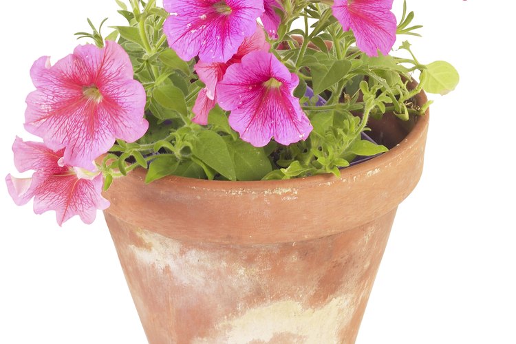 Las semillas de petunia necesitan luz.