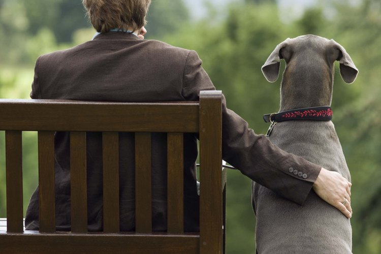 Aprende a lidiar con uno de los problemas de tener un perro.