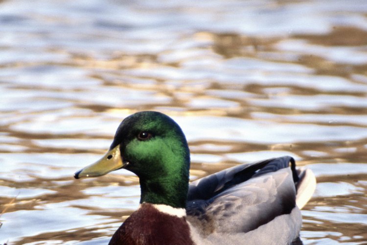 La cabeza verde del pato ánade real sólo se encuentra en los patos machos.