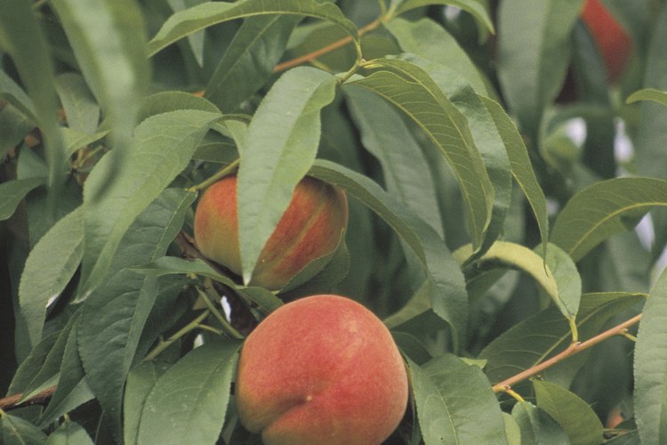 Los árboles frutales sobreviven la mayoría de las enfermedades, pero puedes perder la cosecha entera.