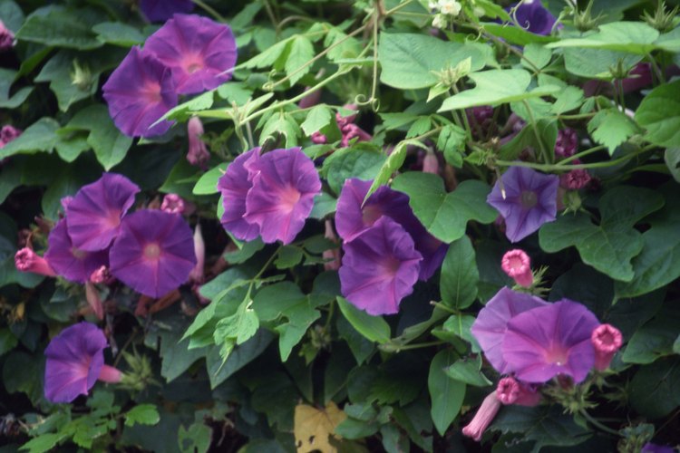 Las ipomoea tricolor pueden tener flores de lavanda, rosa, púrpura, rojo o blanco.