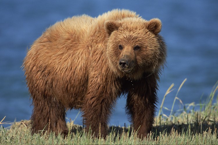 Un oso marrón en busca de peces en una roca del río.