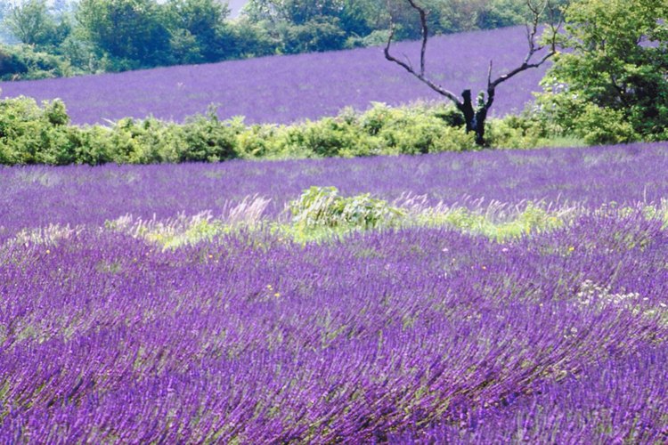 La lavanda es uno de los cultivos principales del sur de Francia.