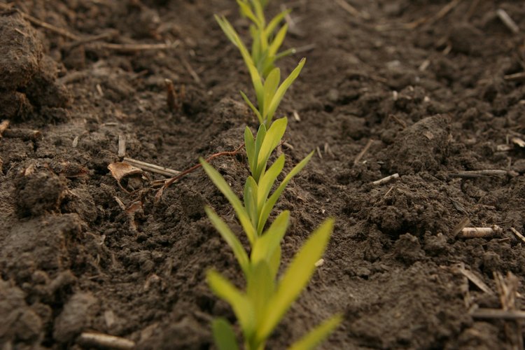 Los fertilizantes ofrecen nutrientes al suelo para ayudar a que las plantas crezcan.