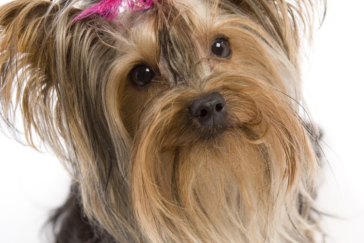 Los Yorkshire Terriers o "Yorkies" fueron conocidos al comienzo como mascotas de familias trabajadoras.