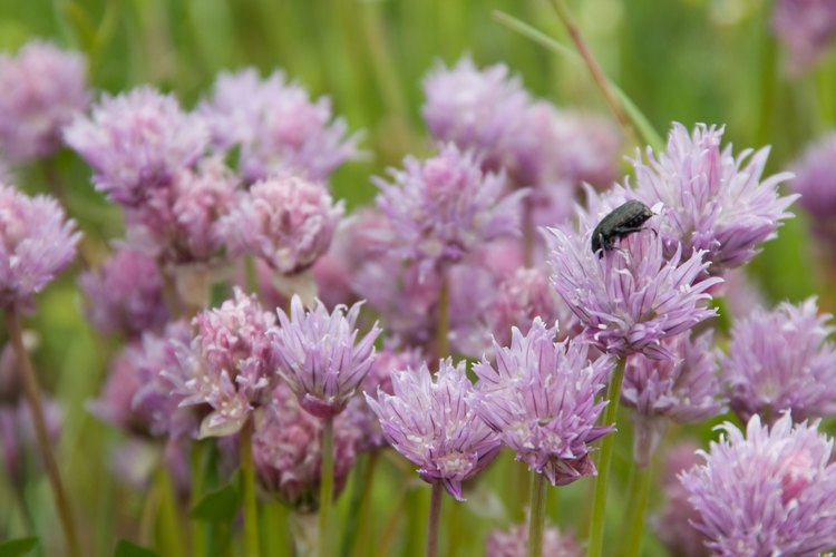 Haz un cultivo provechoso para las plantas de lavanda.