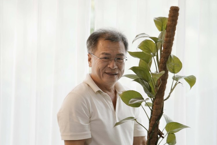 Las plantas necesitan macetas con drenaje para el mejor crecimiento.
