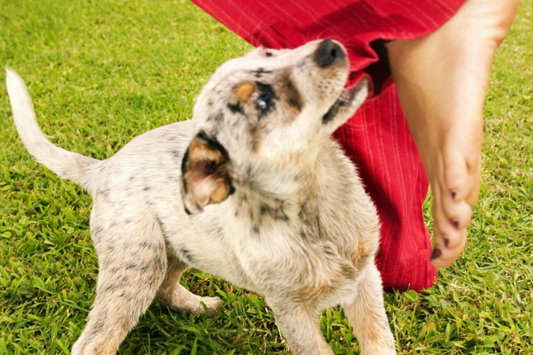 Síntomas de dentición en cachorros