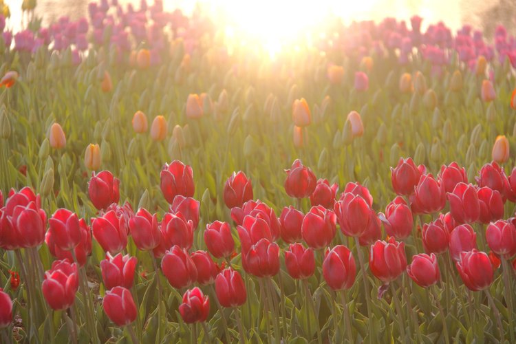 Aprende a cuidar a tus tulipanes después de florecer.