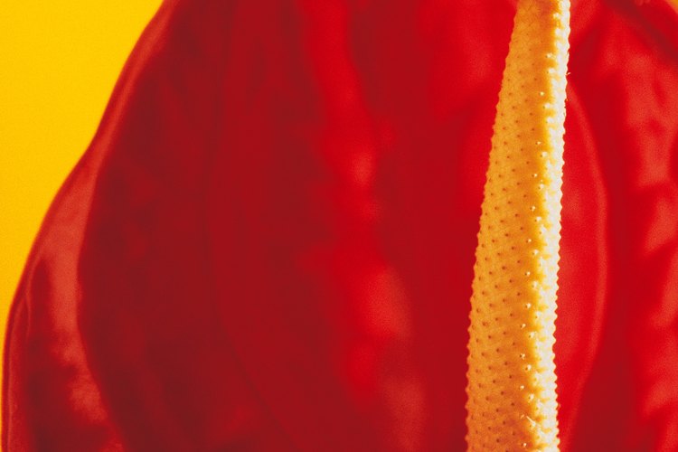 El espádice rojo brillante de un anturio.