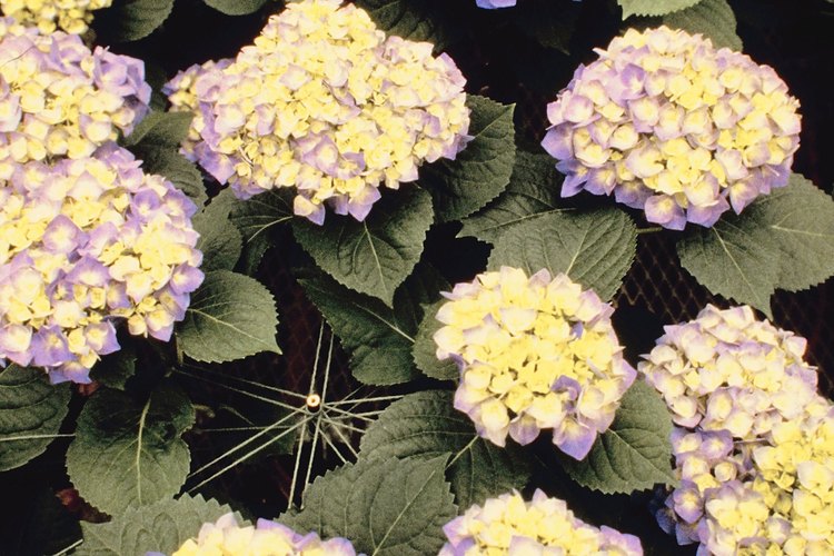 La mancha foliar cercospora es una enfermedad causada por un hongo que puede provocar que las hojas de la hortensia se vuelvan amarillas.