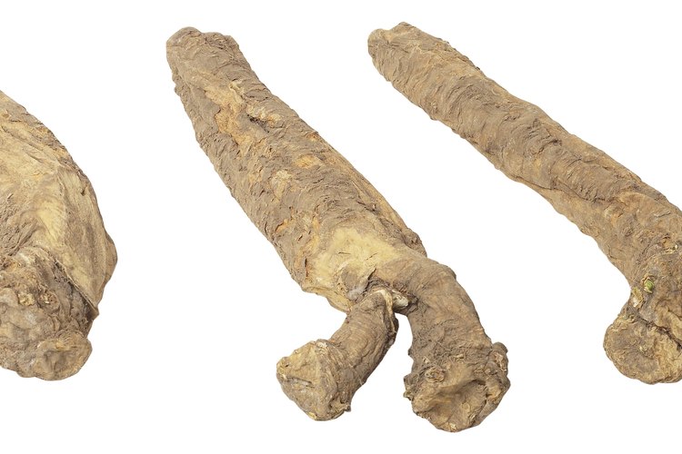 Las raíces de yuca o mandioca parecen dedos largos y marrones.