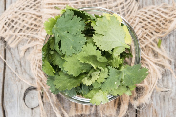 Como semilla, el cilantro se considera una especia. La planta de cilantro, conocida como cilantro, es una hierba popular en la cocina española.