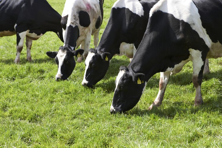 Comprender la antomía reproductiva de la vaca es esencial para la cría de ganado.