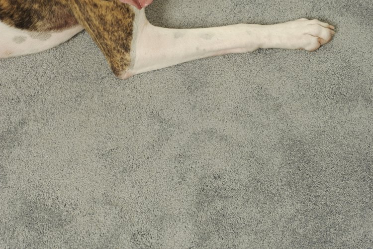 Evita que los perros orinen en la alfombra usando repelentes.