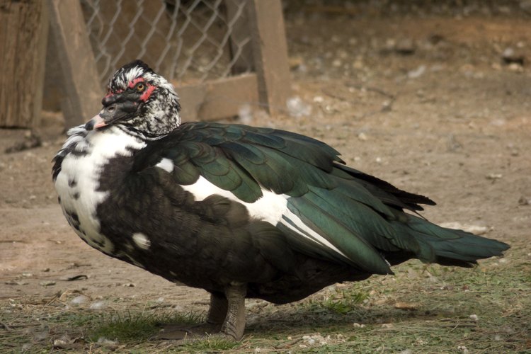 Pato criollo.