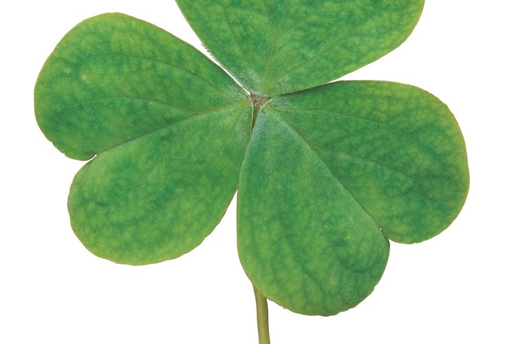 La planta de trébol con tres hojas sostenida por un solo tallo.