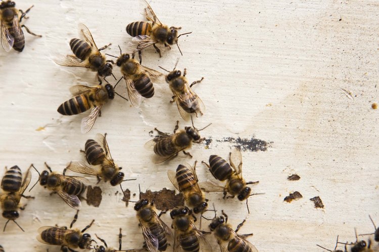 Prueba uno de varios remedios caseros para repeler o matar a las abejas.