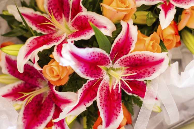 Los lilium son caracterizados por un fuerte aroma.