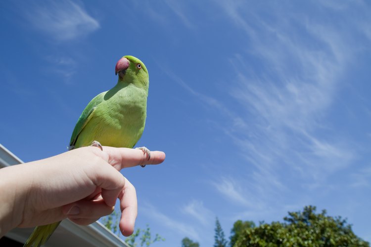 Una cotorra de Kramer verde que se posa sobre el dedo de una mujer, al aire libre.