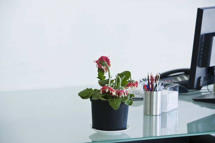 Trasplanta las plantas para que las raíces crezcan adecuadamente.