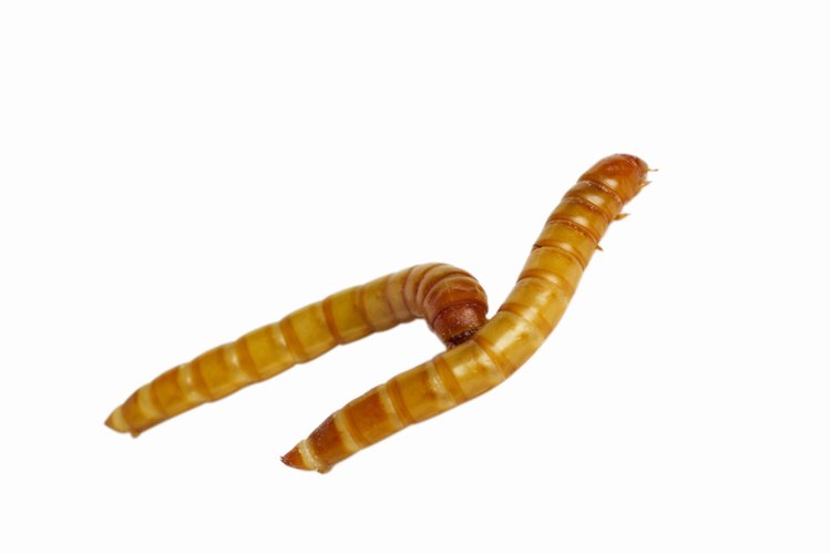 Elimina los gusanos en larva de las plantas en macetas antes de ponerlas en interiores en el otoño.