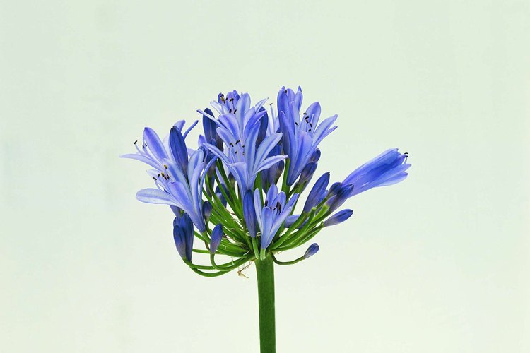 Las cabezas de flores de agapanthus están compuestas por múltiples flores pequeñas.