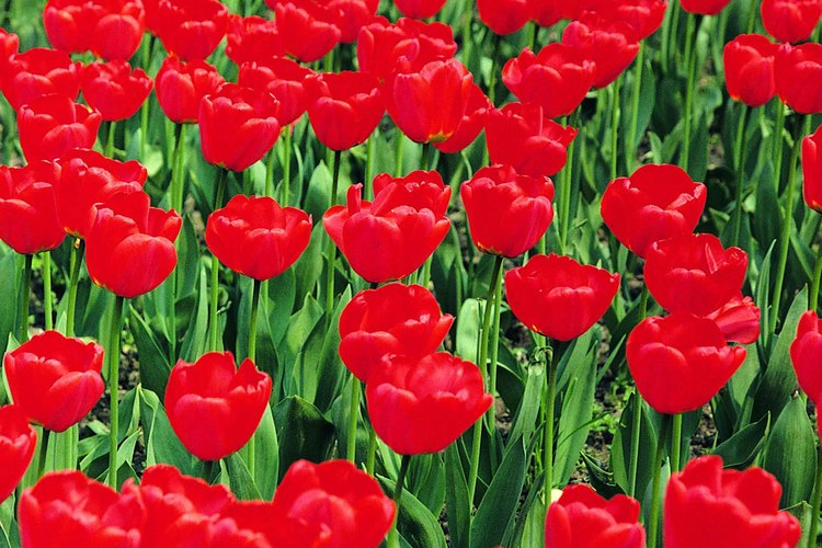Basta con crear concentraciones de flores sencillas de un sólo color, para crear un lecho espectacular.