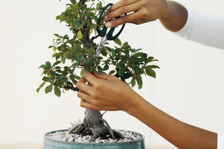 La poda apropiada es esencial para el crecimiento saludable del bonsai cerezo.