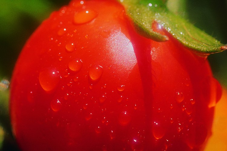 Ambas enfermedades suelen atacar las plantas de tomate.