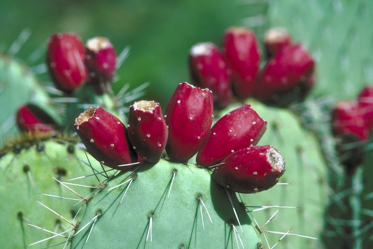 Nopal