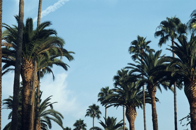 Las palmeras datileras de las Islas Canarias requieren de un área grande de crecimiento.